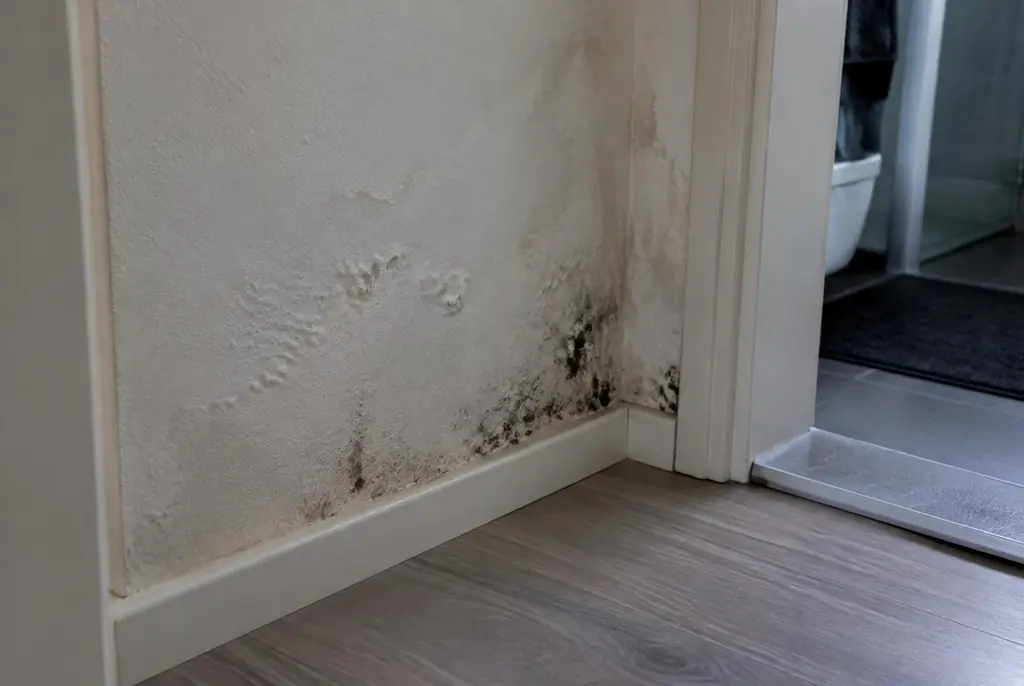 Lekdetectie Den Dolder – vochtplek met schimmel op een muur